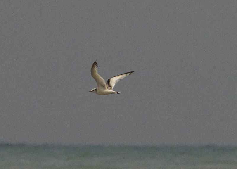 Great Black-backed Gull